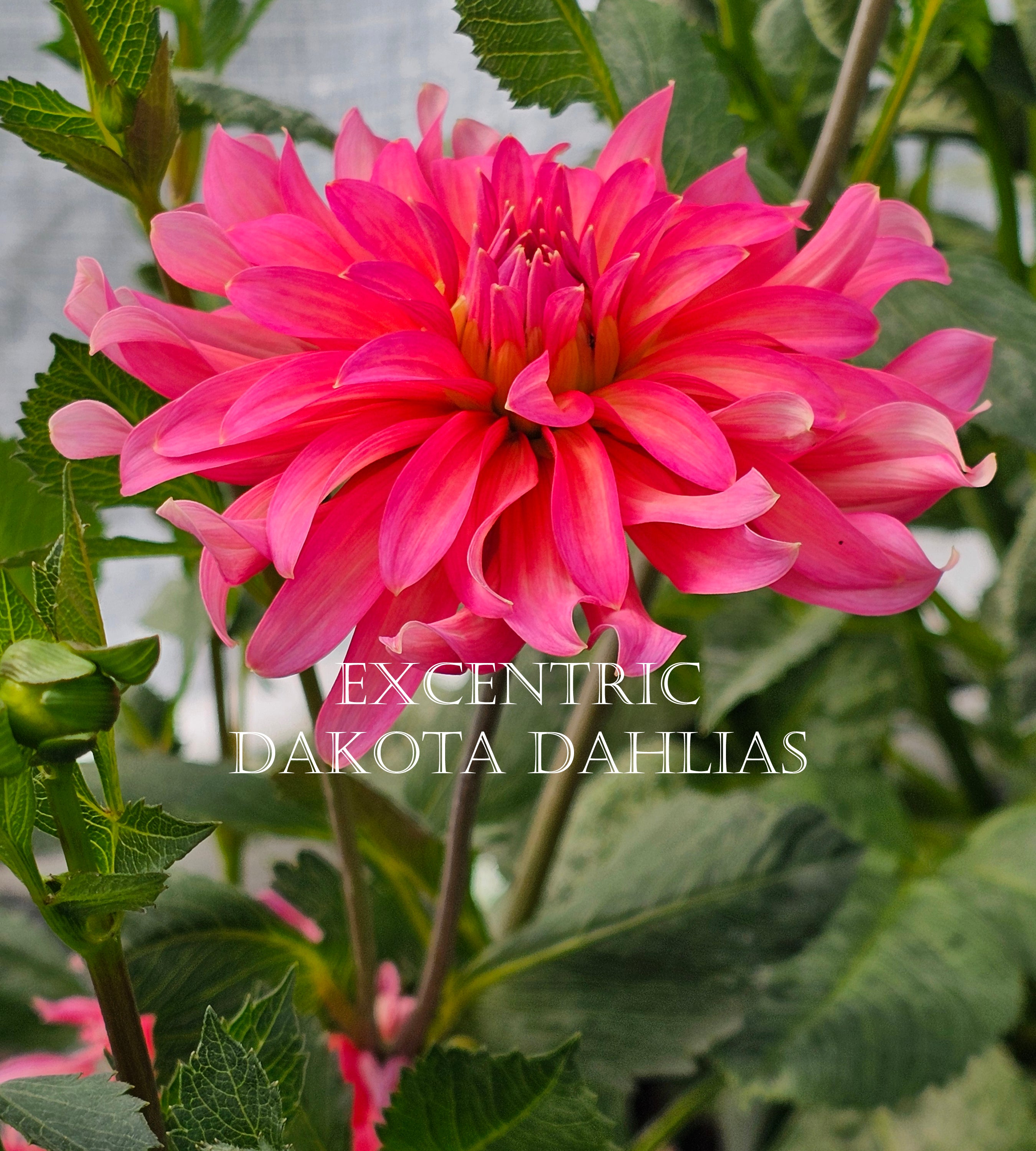 Excentric