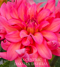 Excentric
