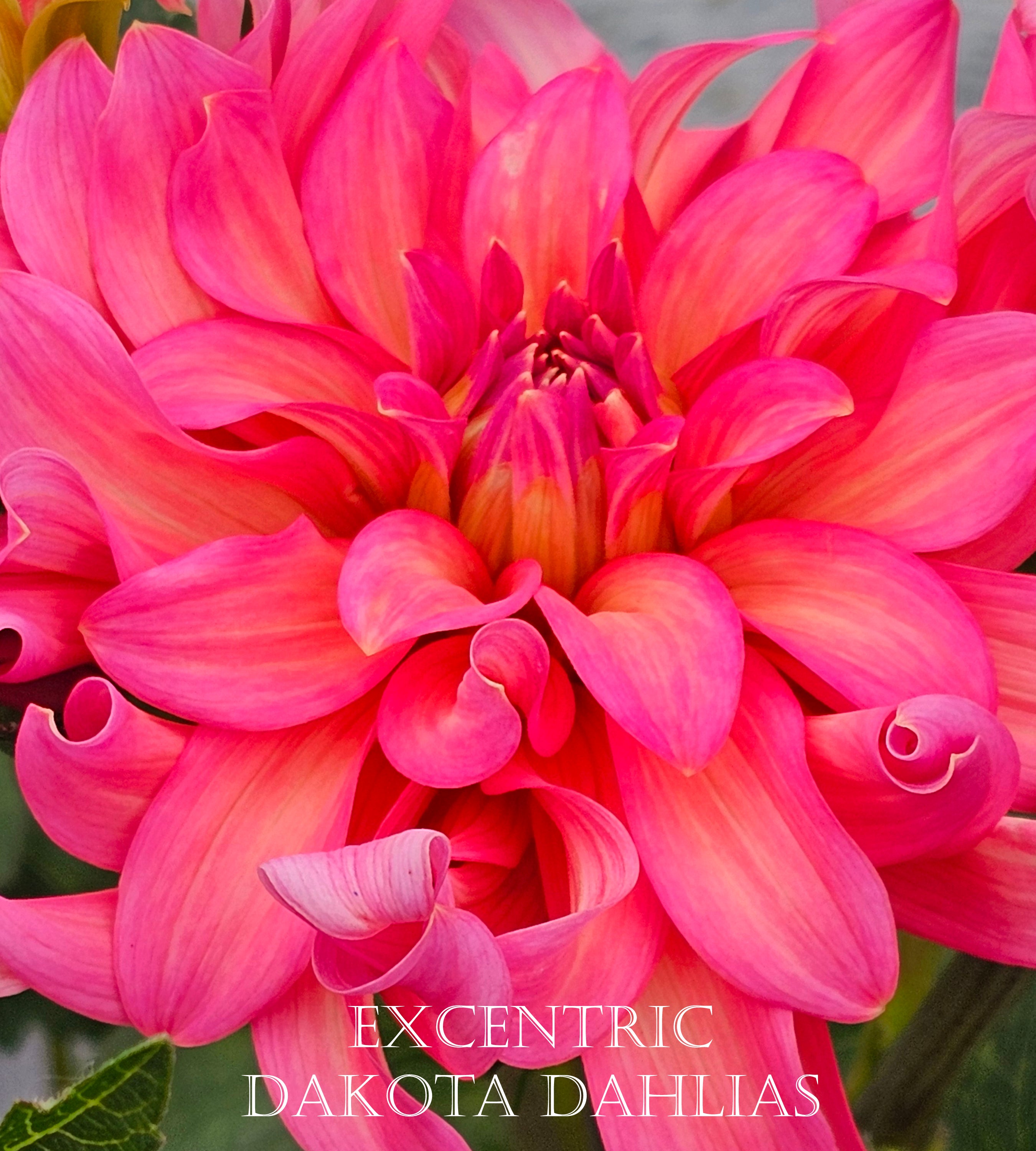 Excentric