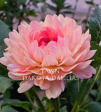 Fawn~Growing for tuber sales for 2027~