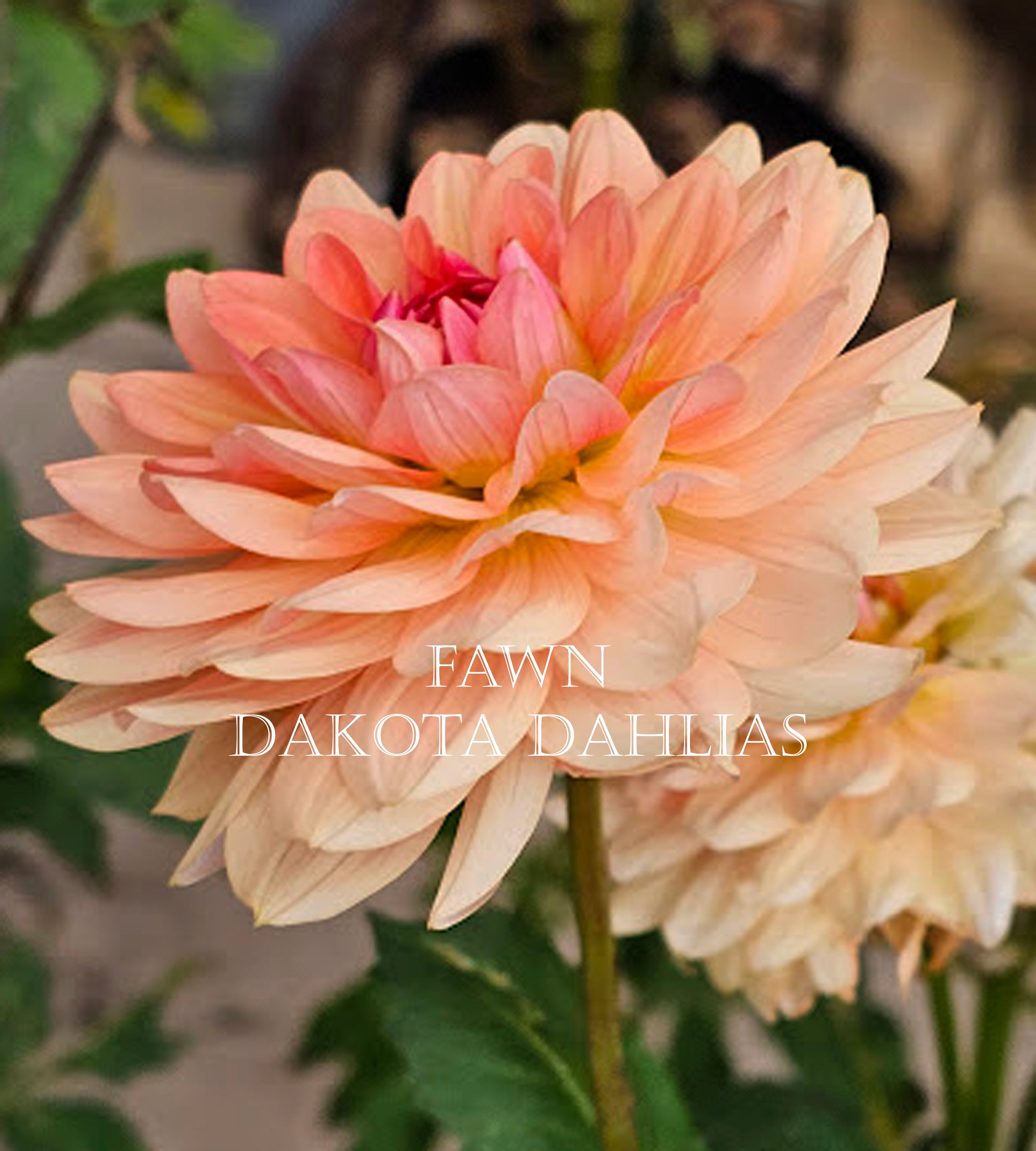 Fawn~Growing for tuber sales for 2027~