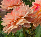 Fawn~Growing for tuber sales for 2027~