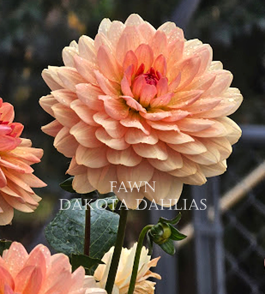 Fawn~Growing for tuber sales for 2027~