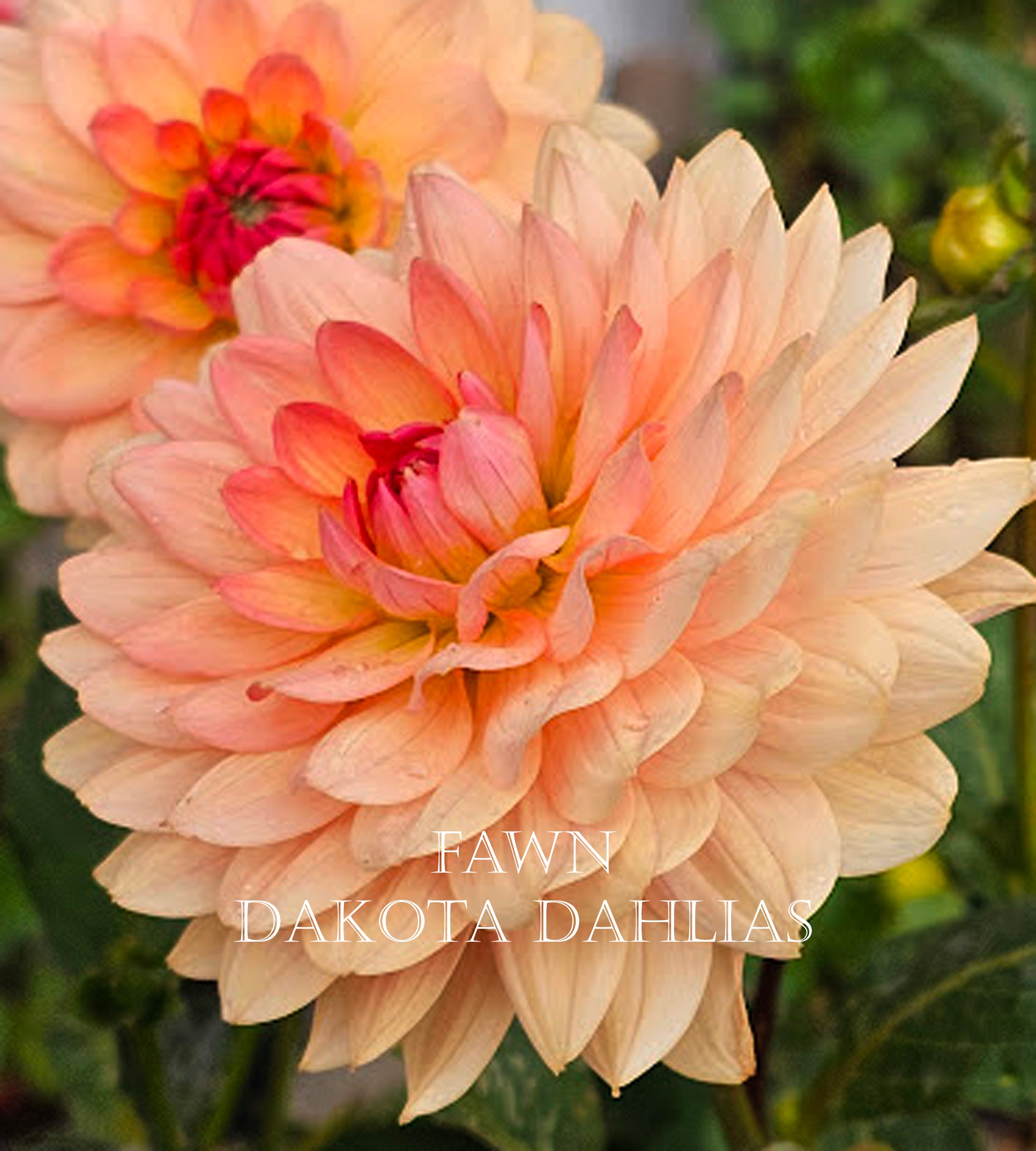 Fawn~Growing for tuber sales for 2027~