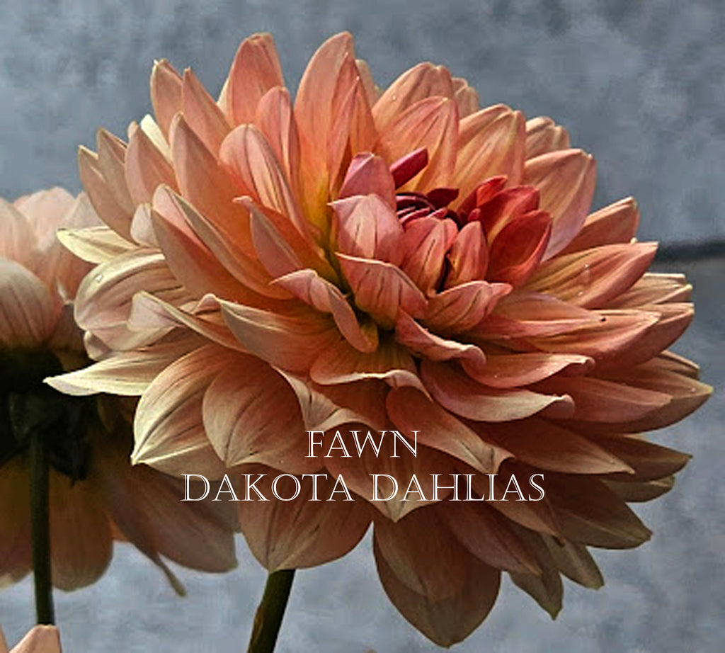 Fawn~Growing for tuber sales for 2027~