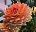 Fawn~Growing for tuber sales for 2027~