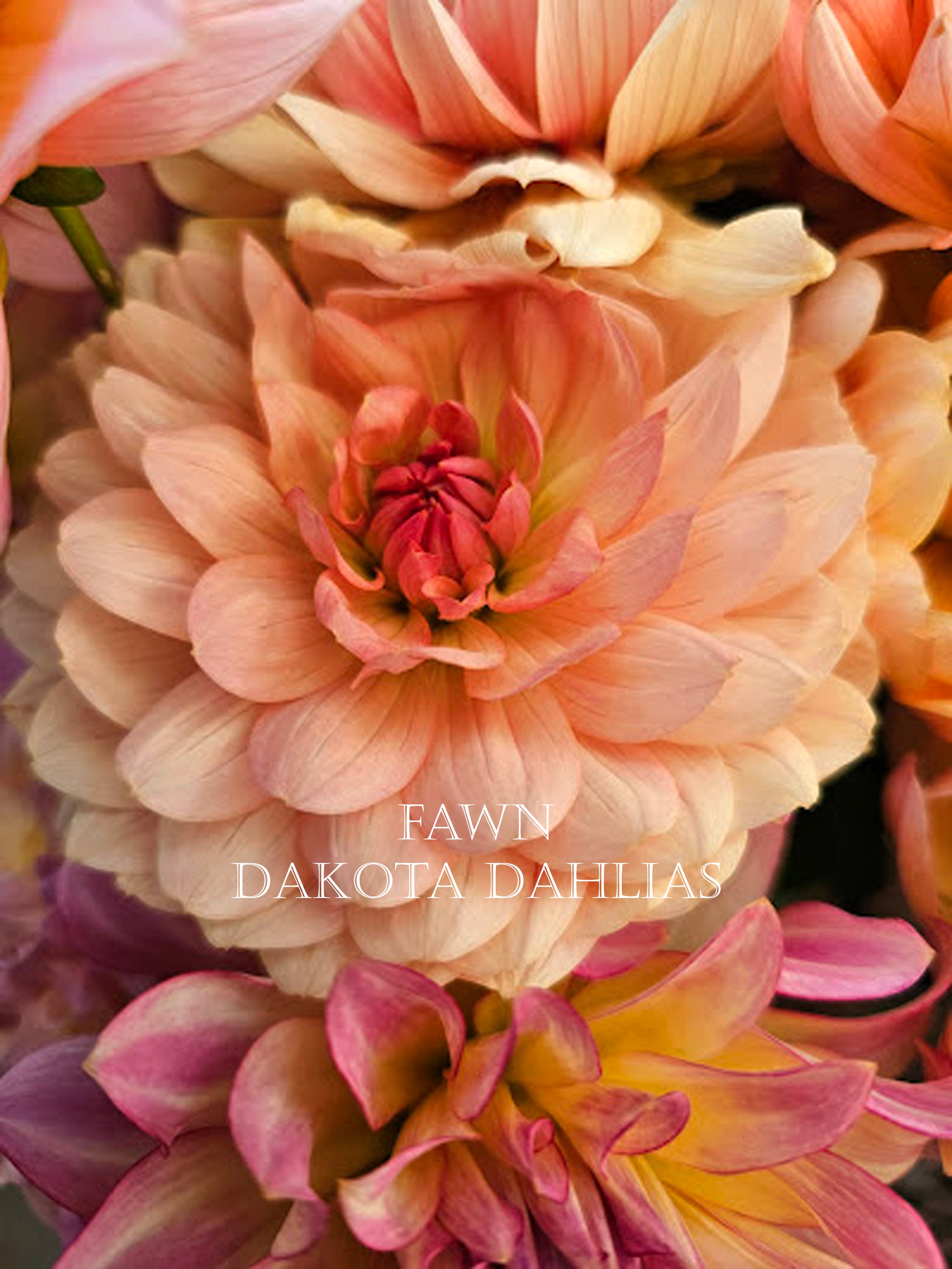 Fawn~Growing for tuber sales for 2027~