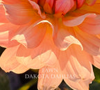 Fawn~Growing for tuber sales for 2027~