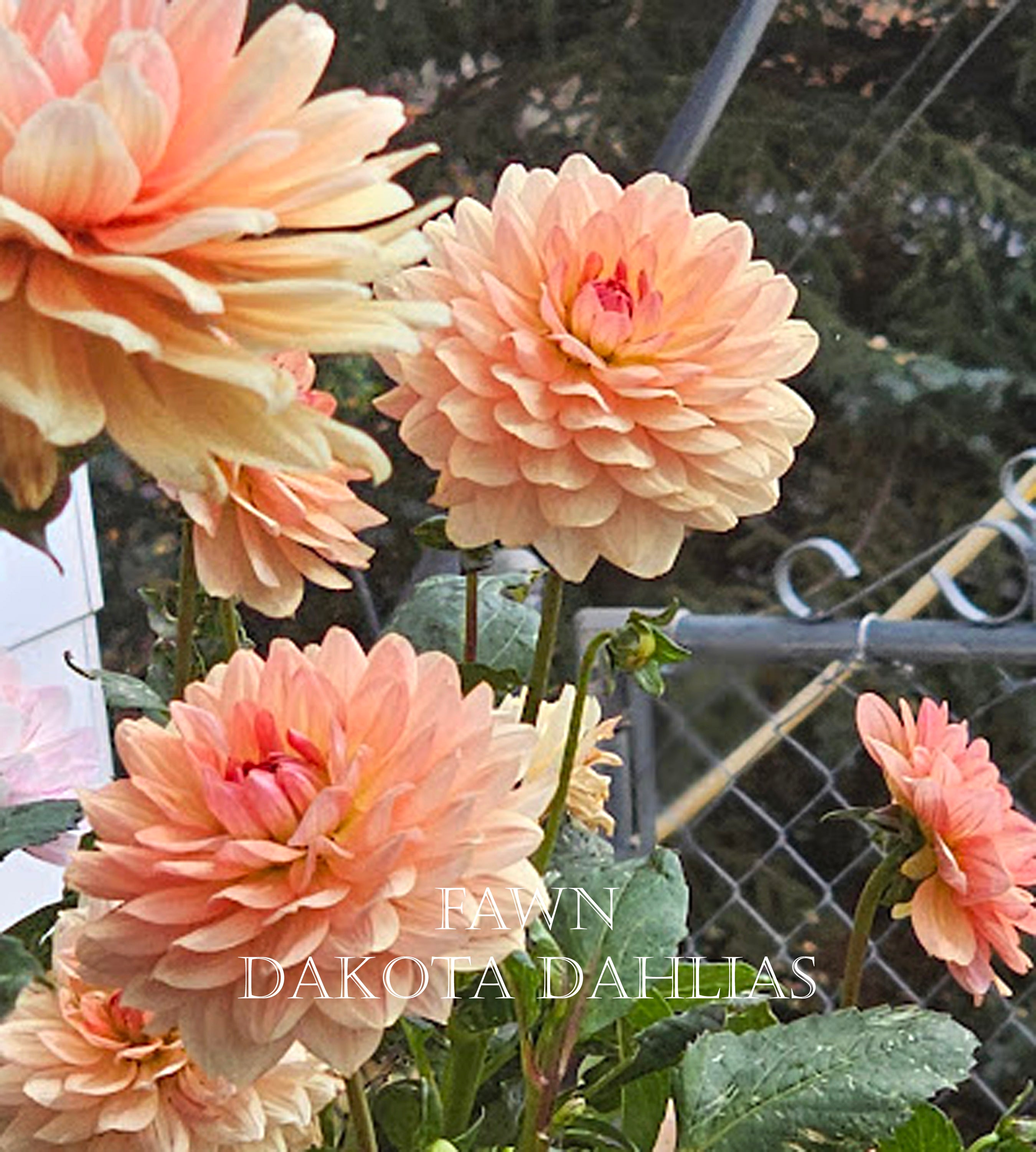 Fawn~Growing for tuber sales for 2027~