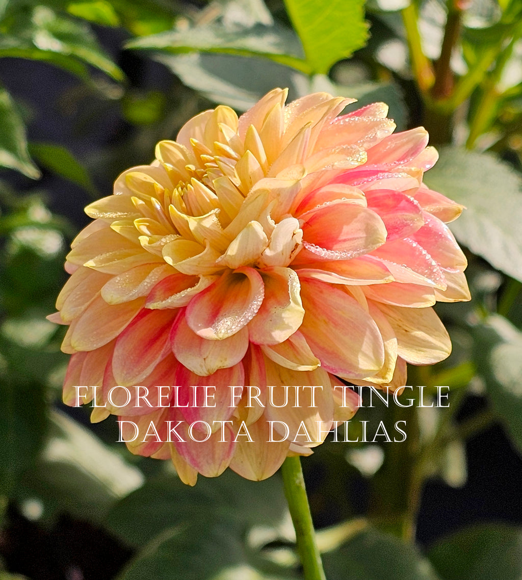 Florelie Fruit Tingle (AU)--LIMIT 1