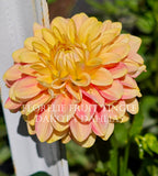 Florelie Fruit Tingle (AU)--LIMIT 1