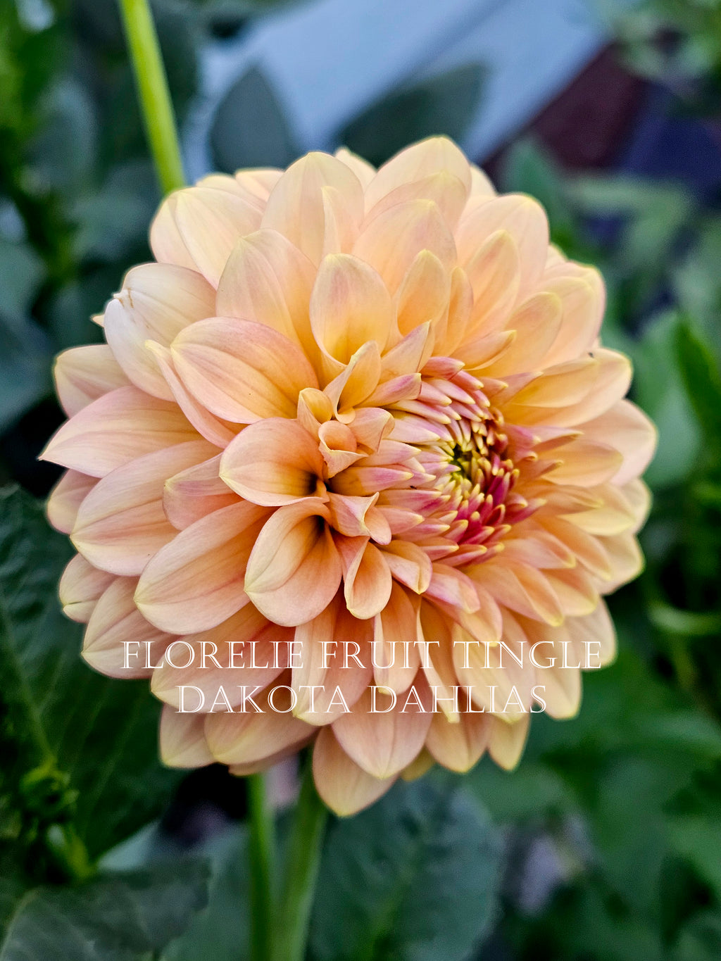 Florelie Fruit Tingle (AU)--LIMIT 1