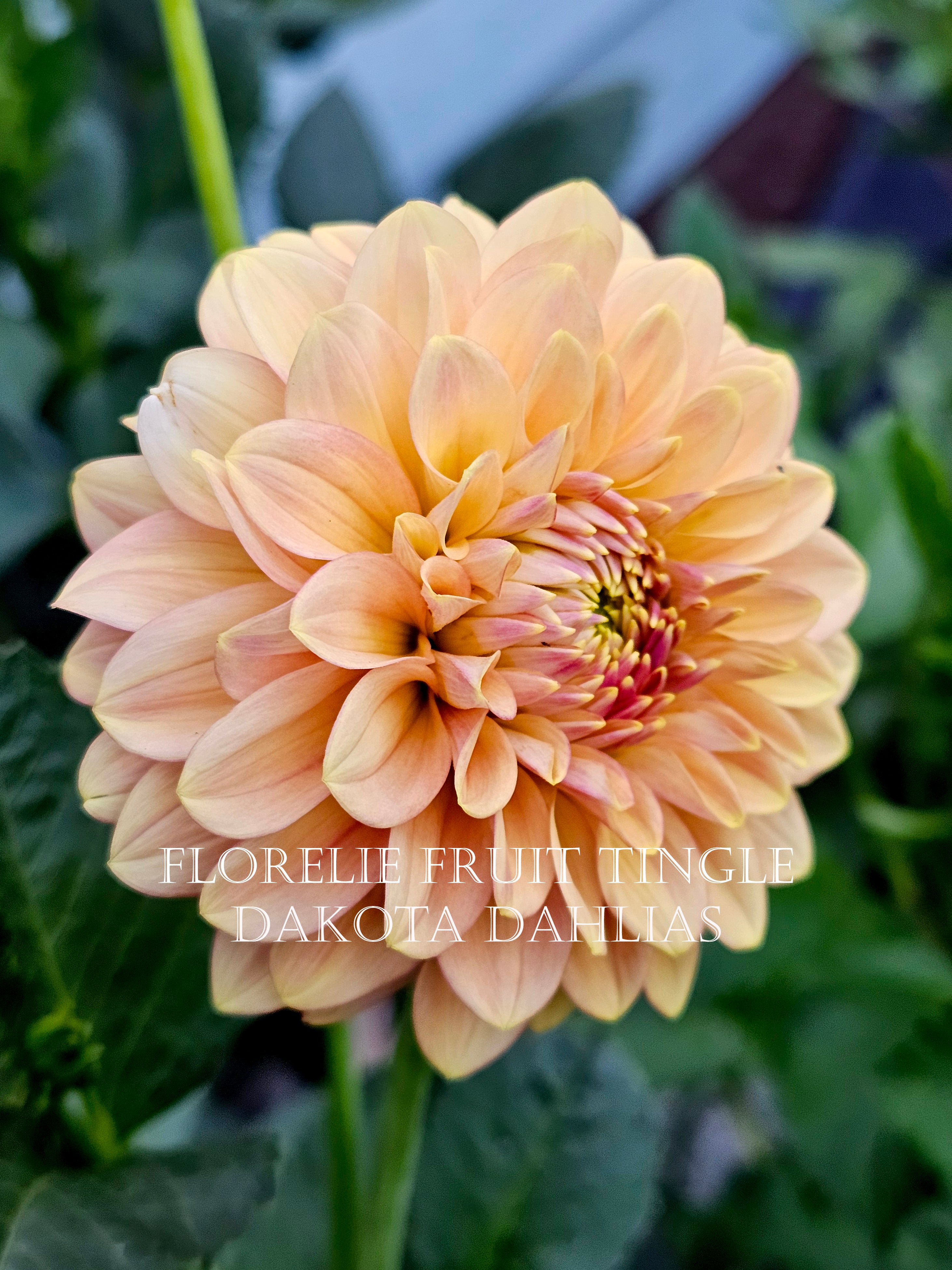 Florelie Fruit Tingle (AU)--LIMIT 1