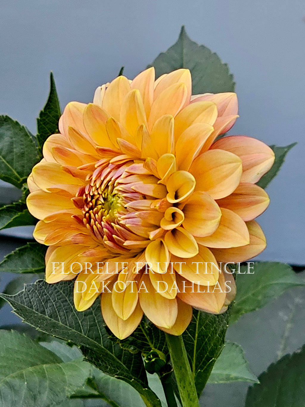 Florelie Fruit Tingle (AU)--LIMIT 1