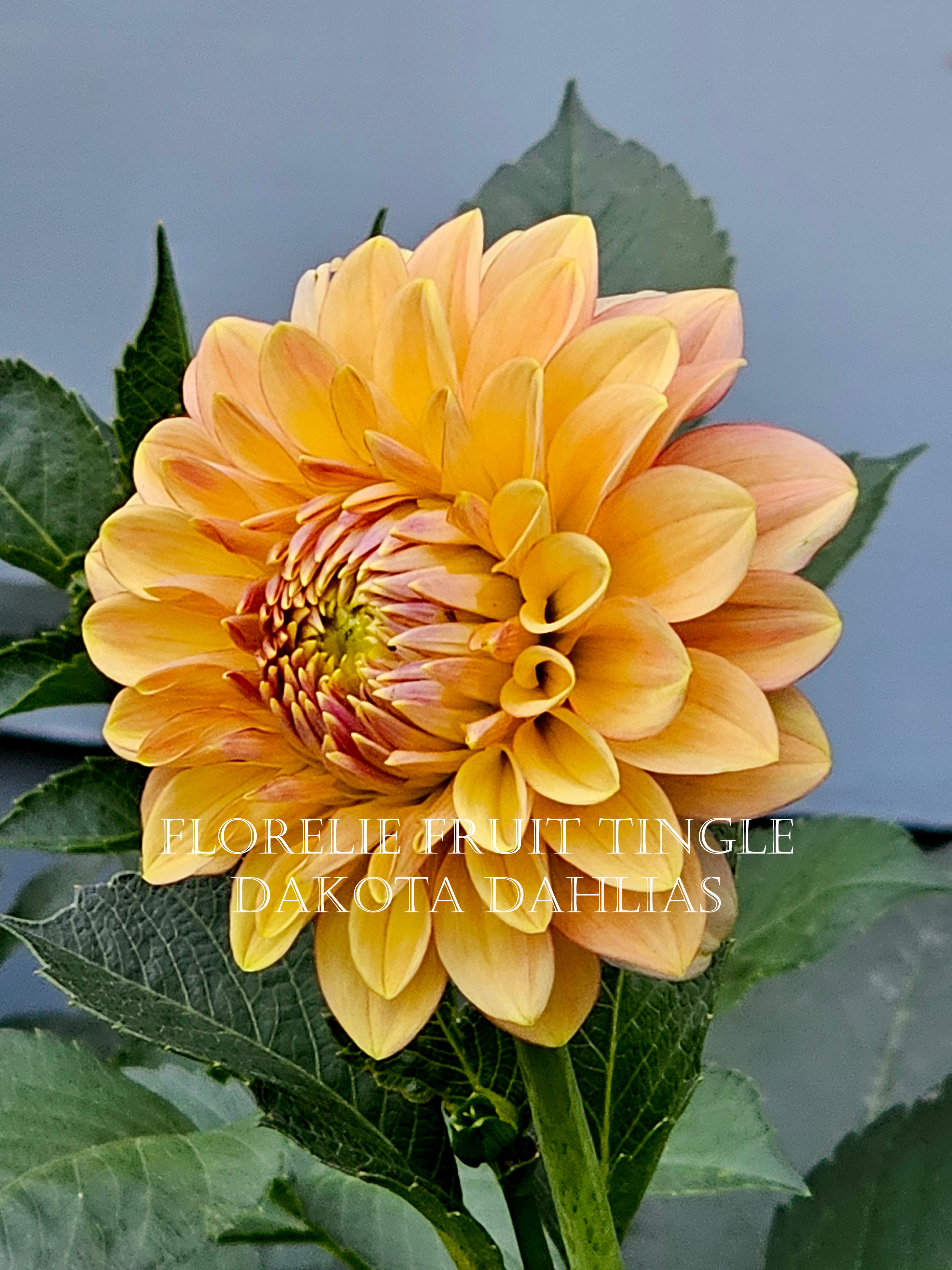 Florelie Fruit Tingle (AU)--LIMIT 1