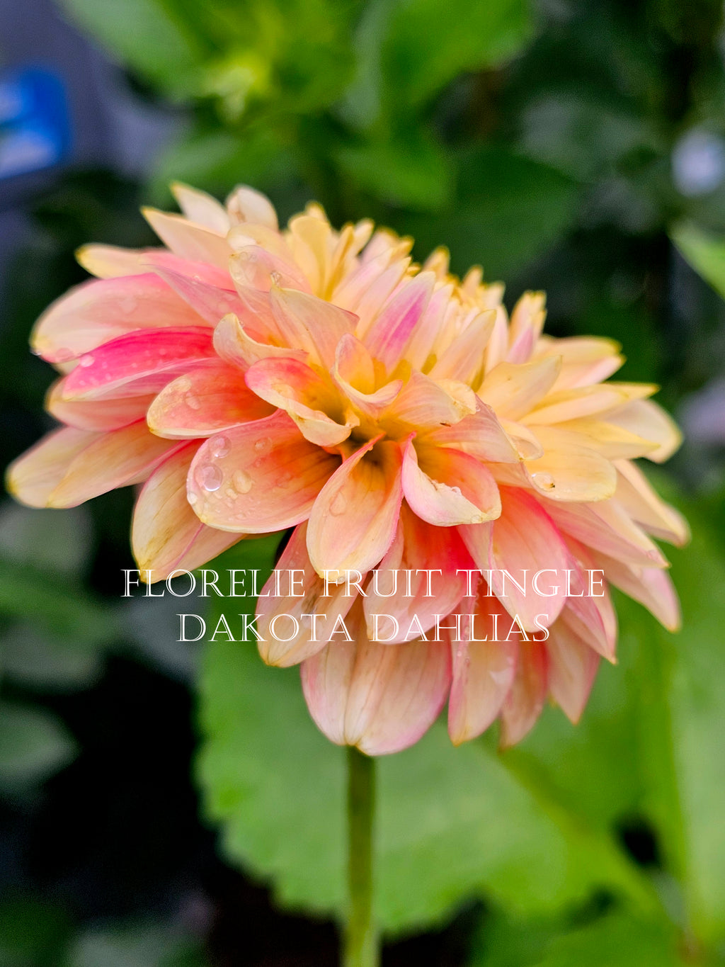 Florelie Fruit Tingle (AU)--LIMIT 1