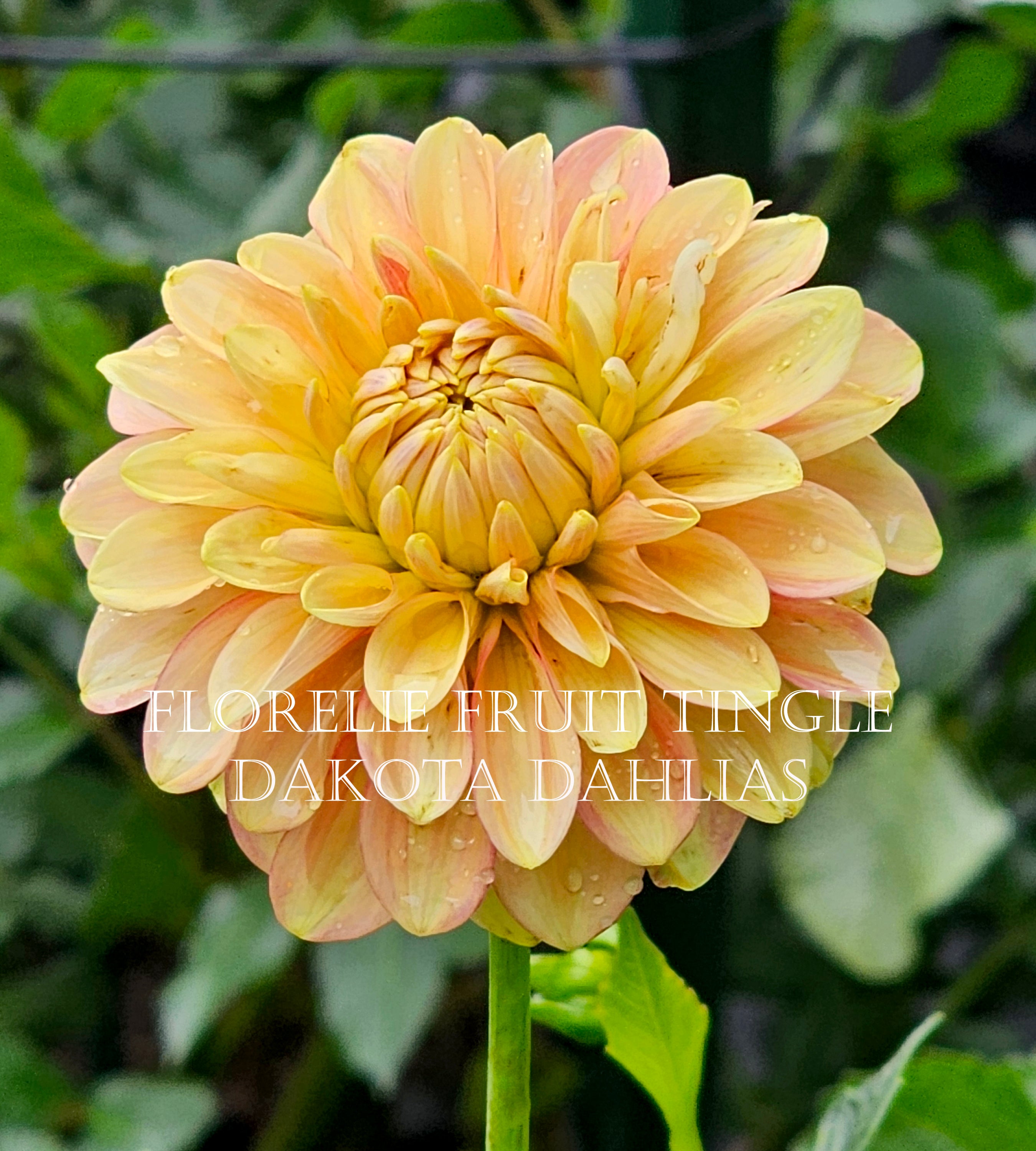 Florelie Fruit Tingle (AU)--LIMIT 1