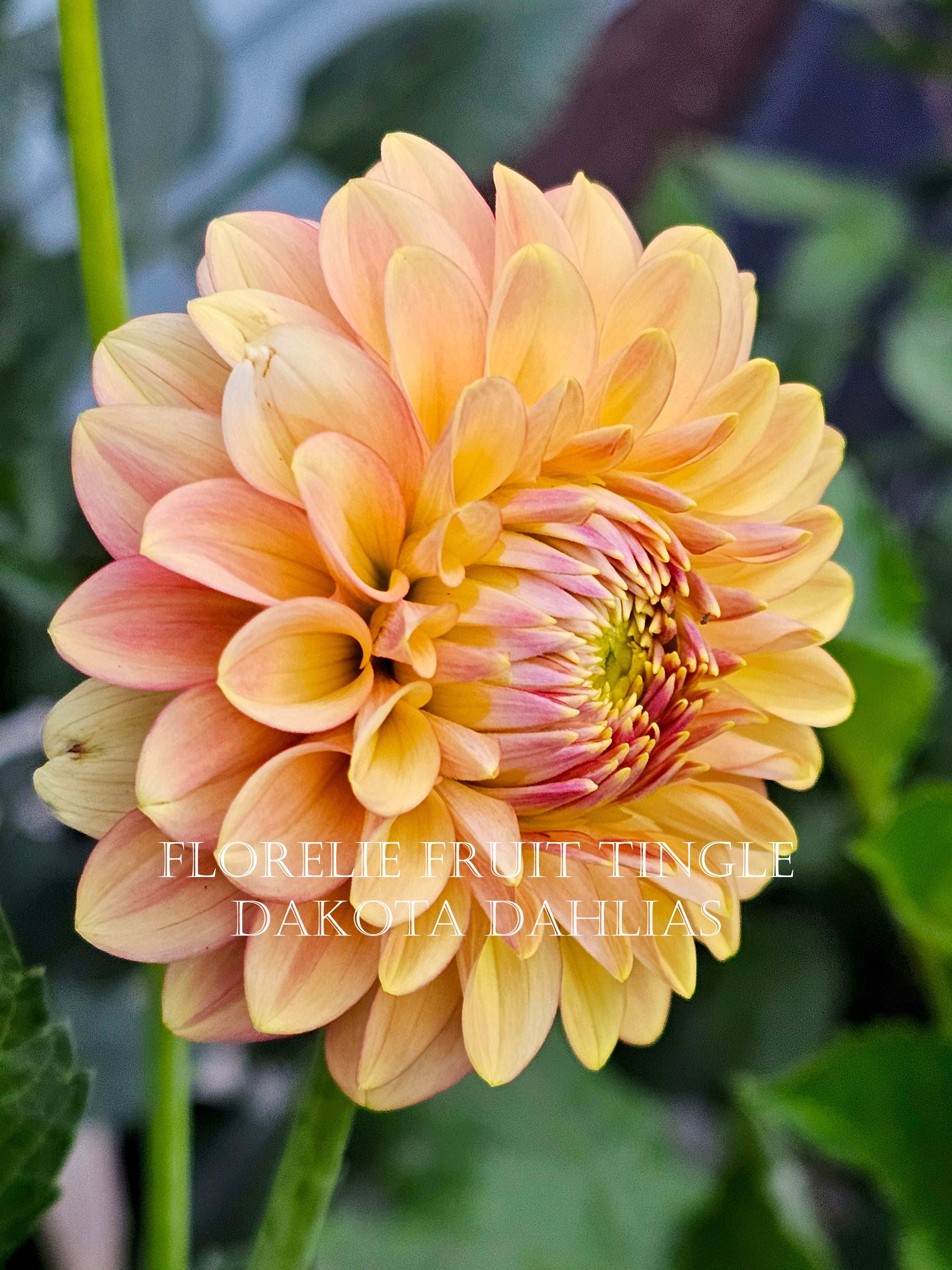 Florelie Fruit Tingle (AU)--LIMIT 1