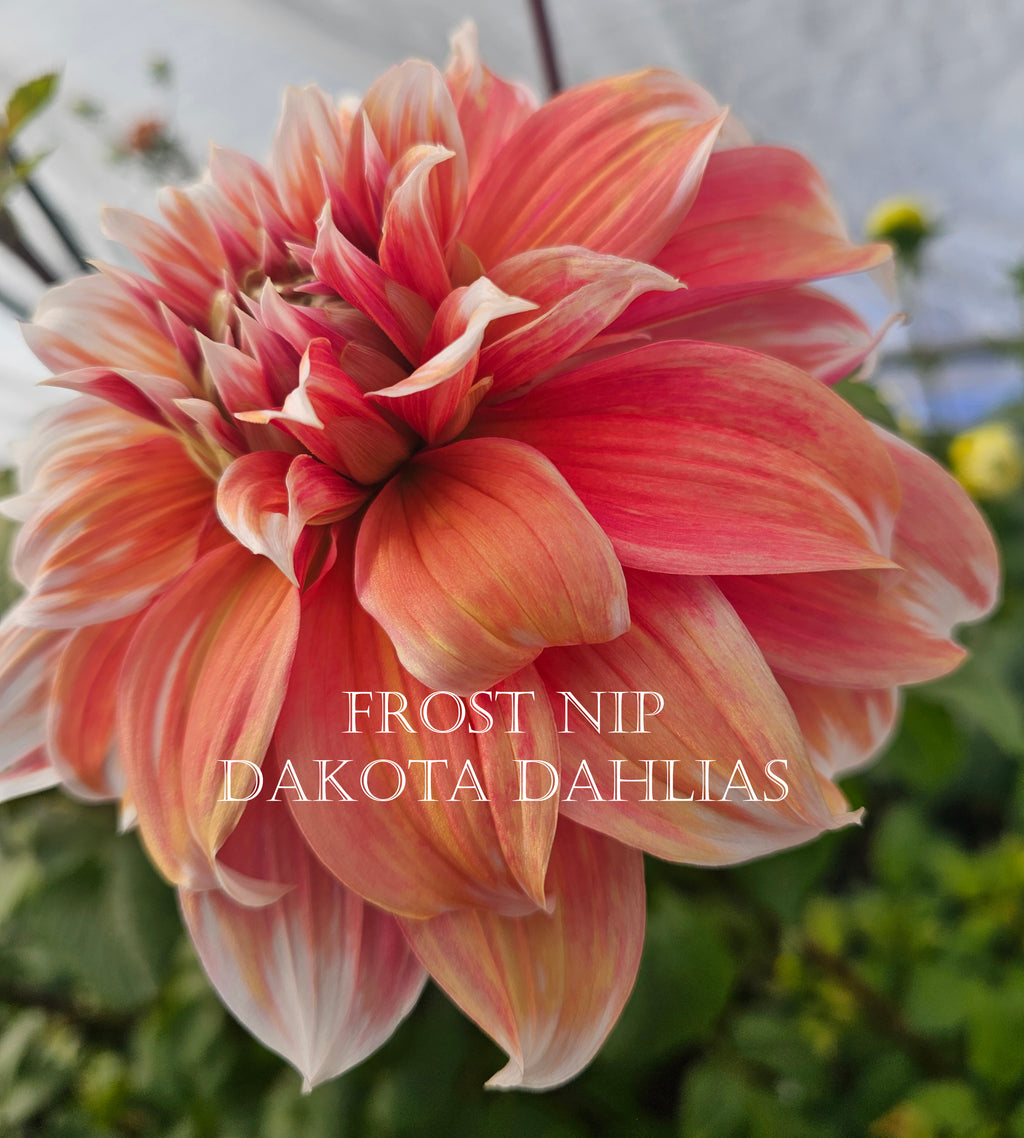Frost Nip