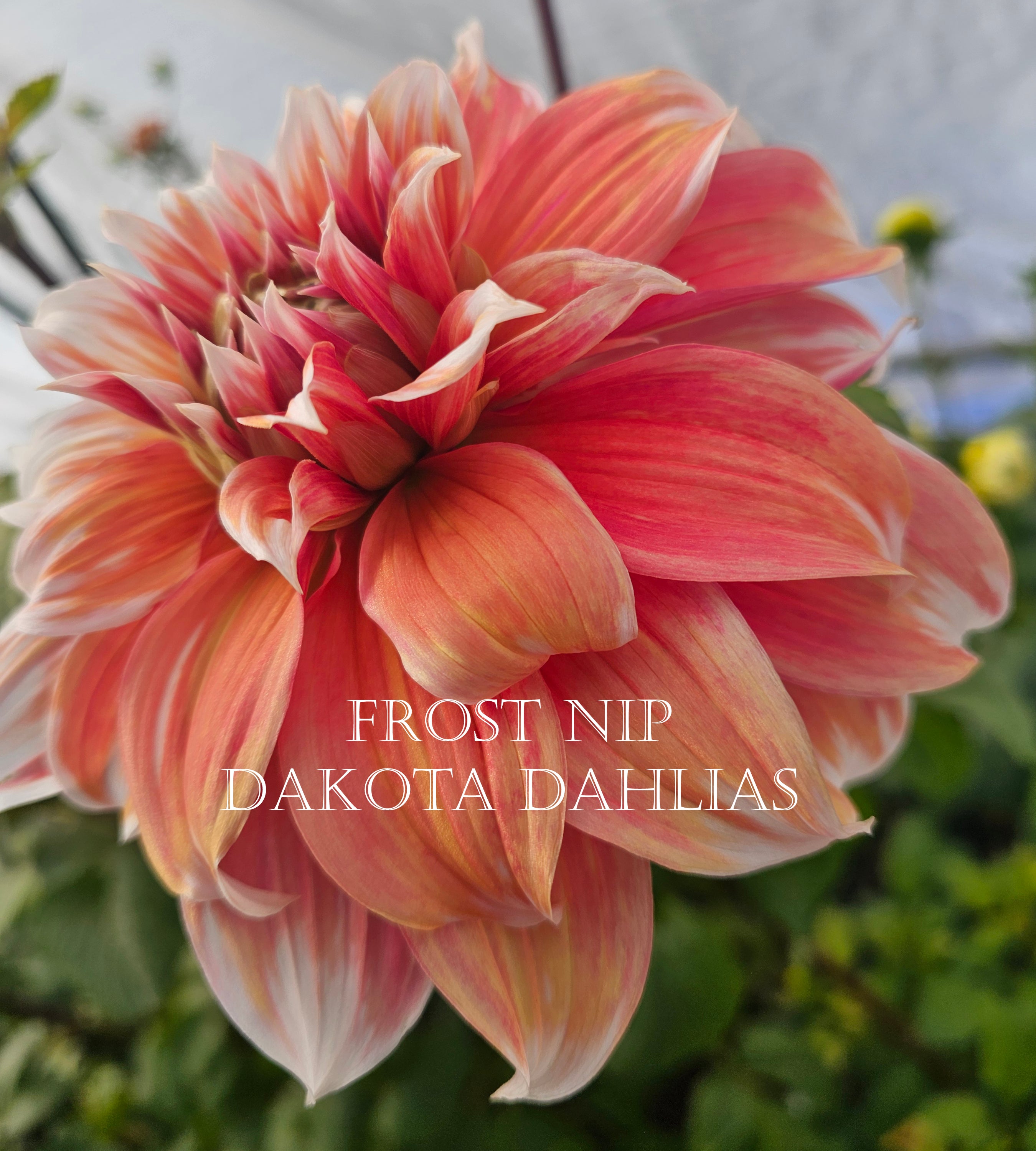 Frost Nip