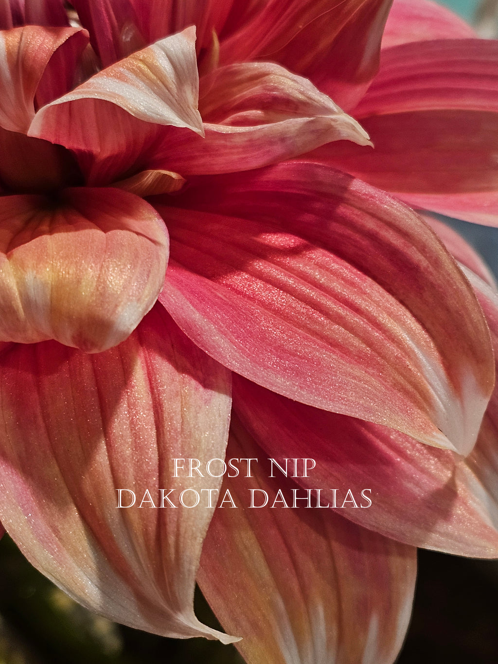 Frost Nip