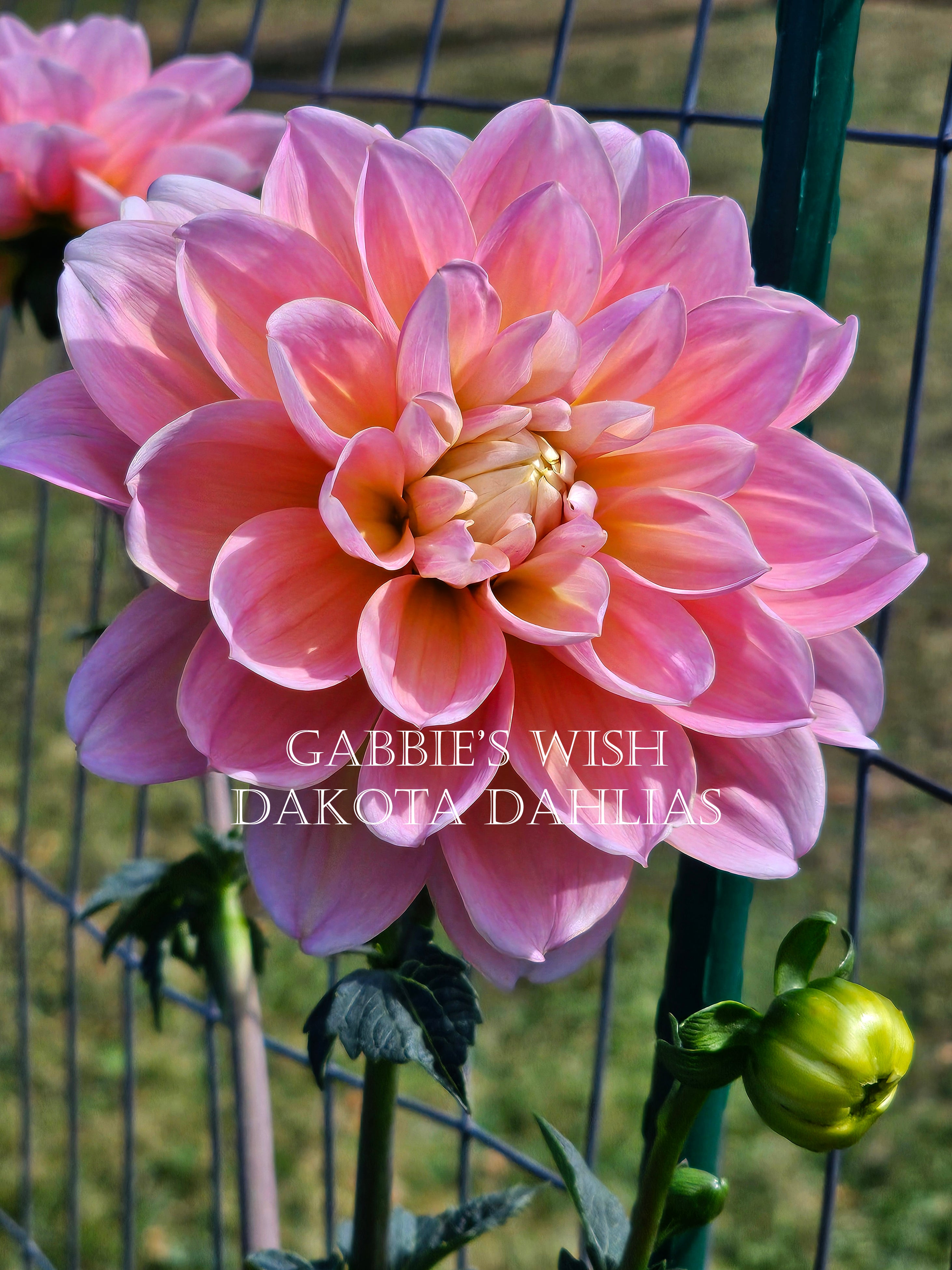 Gabbie's Wish