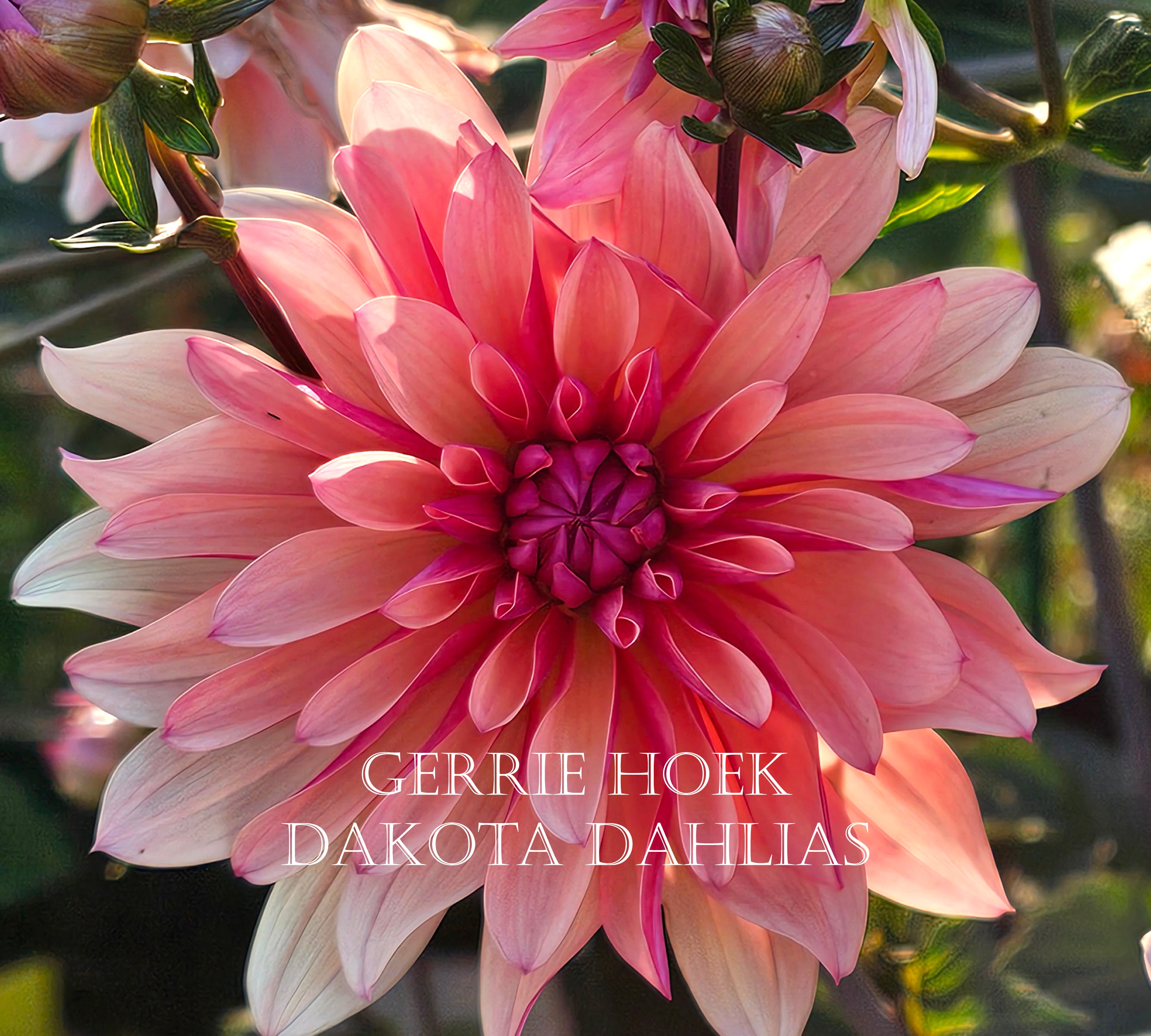 Gerrie Hoek