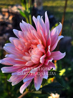 Gerrie Hoek