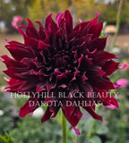 Hollyhill Black Beauty