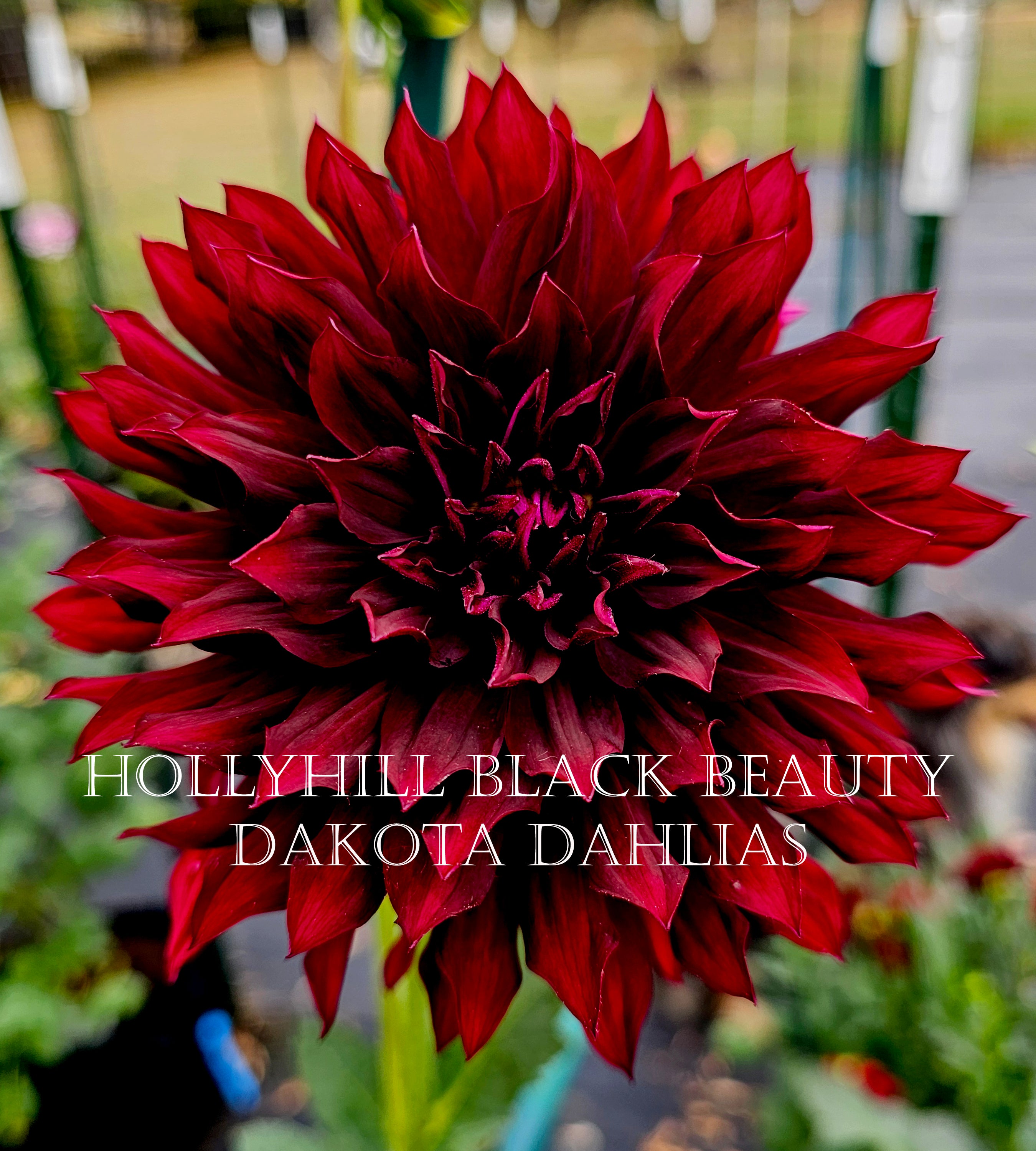 Hollyhill Black Beauty