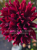 Hollyhill Black Beauty