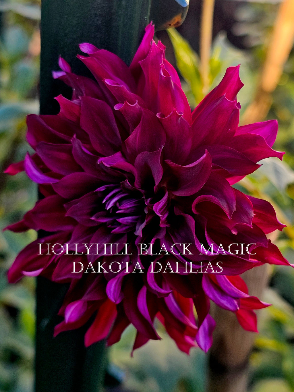 Hollyhill Black Magic