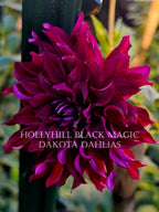 Hollyhill Black Magic