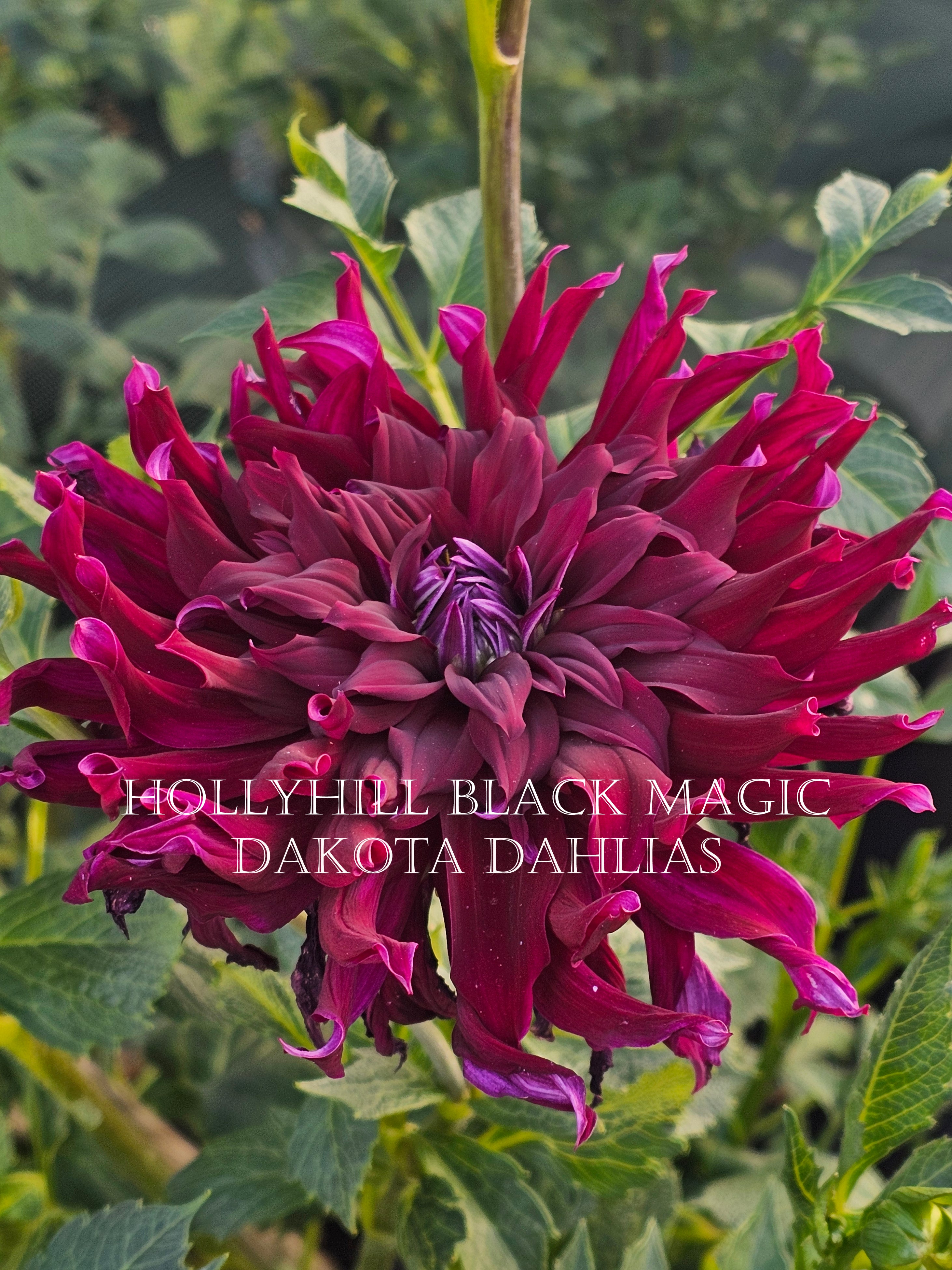 Hollyhill Black Magic