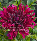 Hollyhill Black Magic