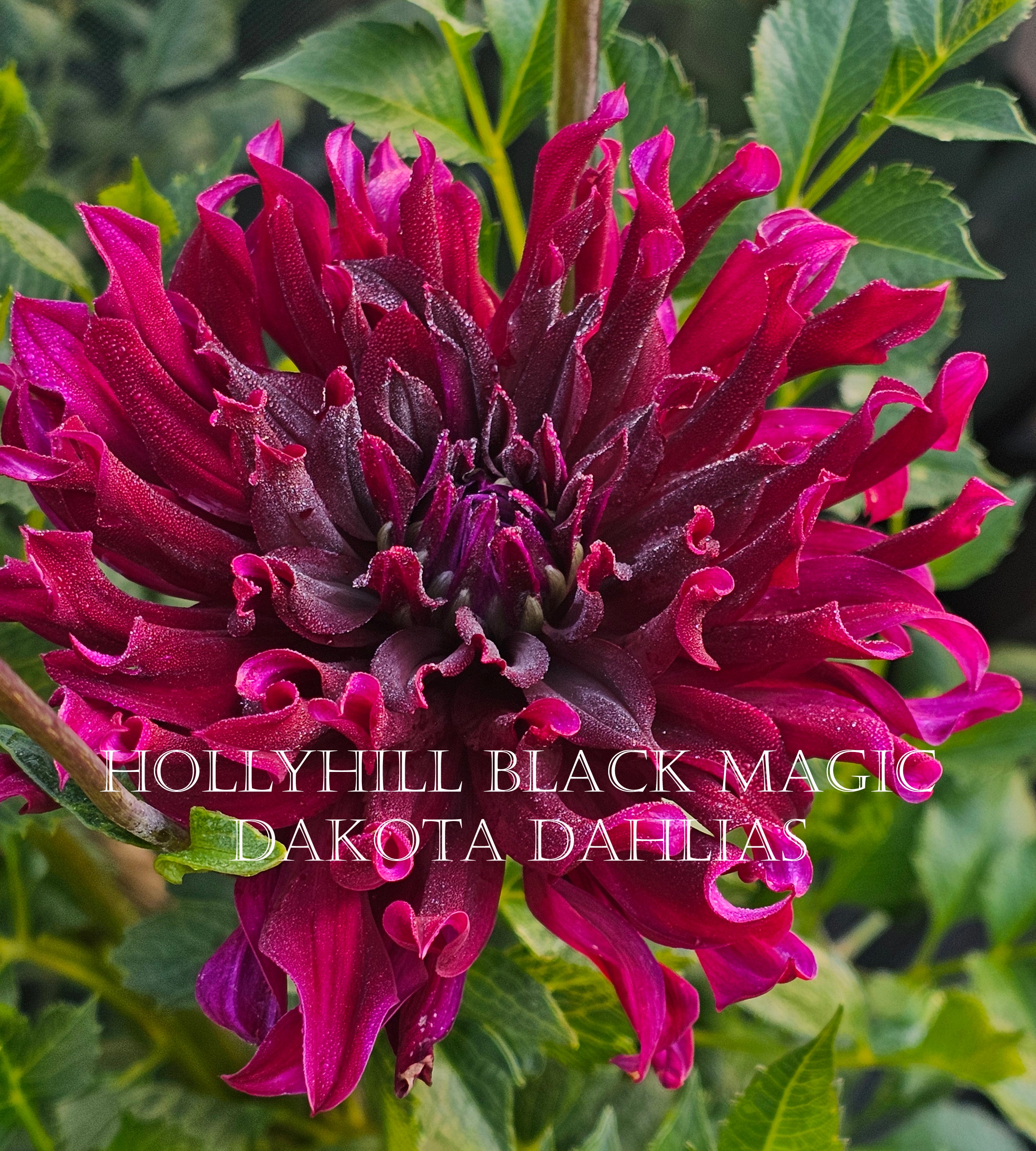 Hollyhill Black Magic