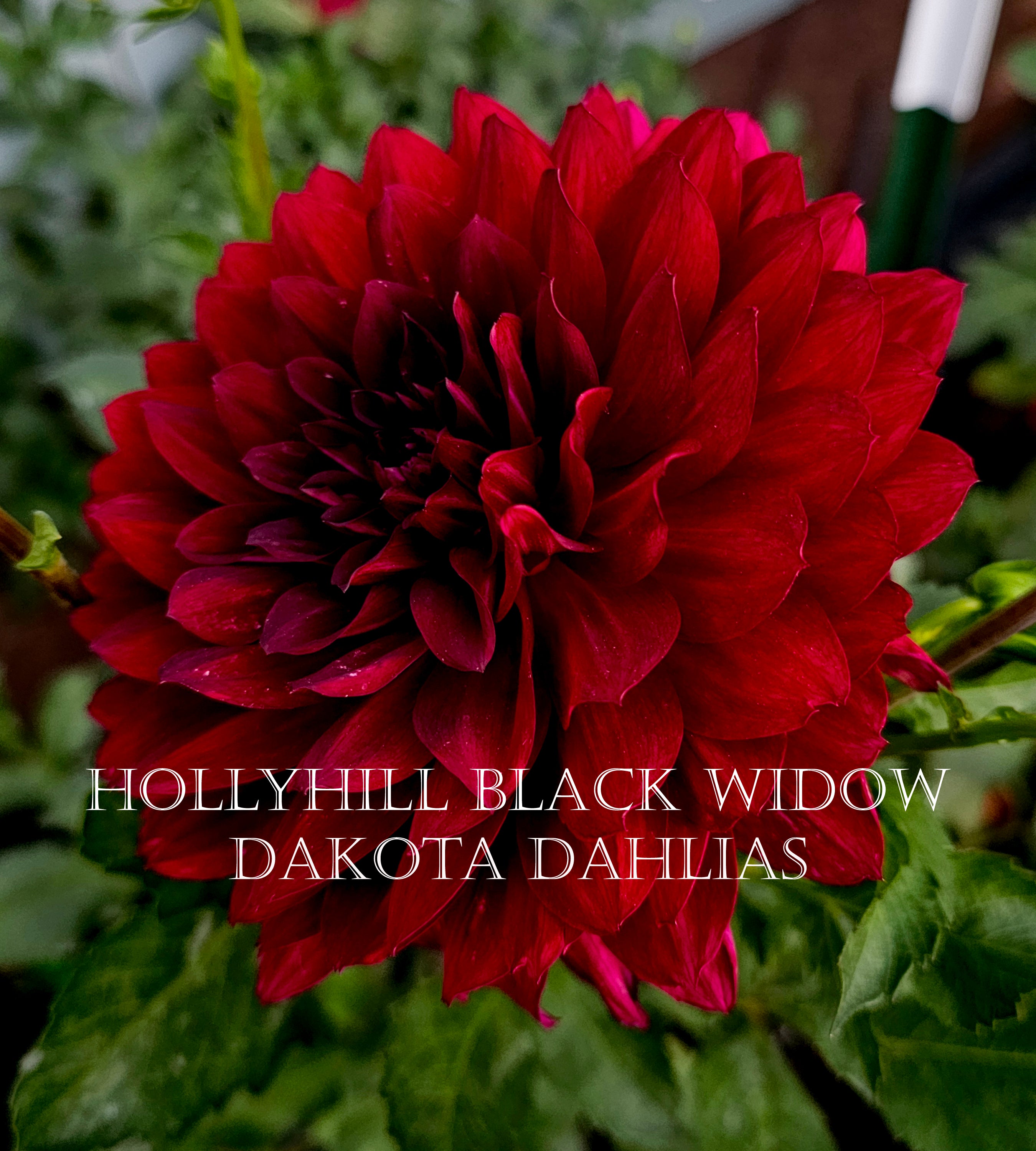 Hollyhill Black Widow