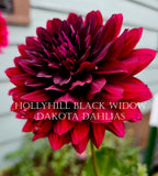 Hollyhill Black Widow