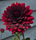 Hollyhill Black Widow