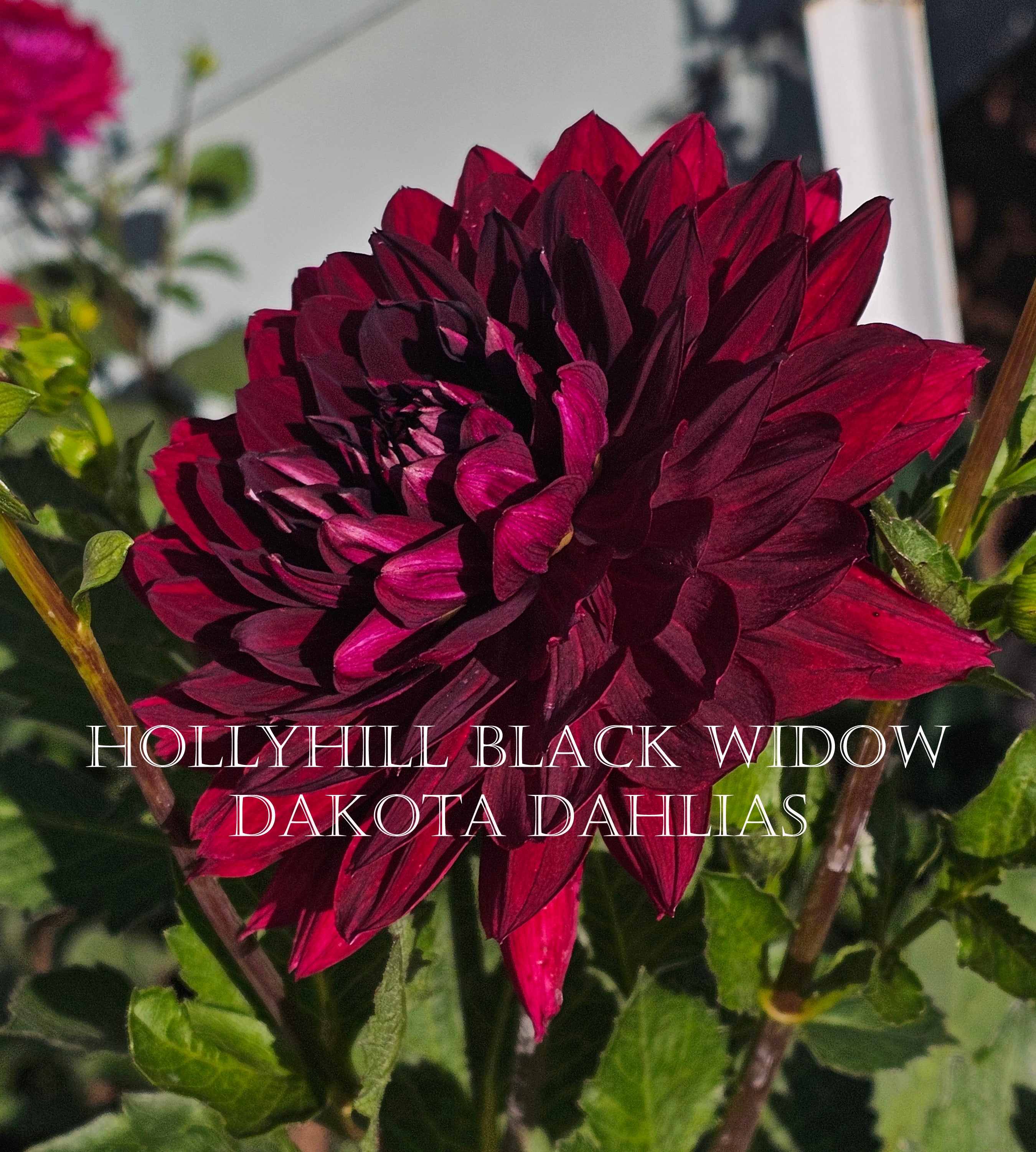 Hollyhill Black Widow