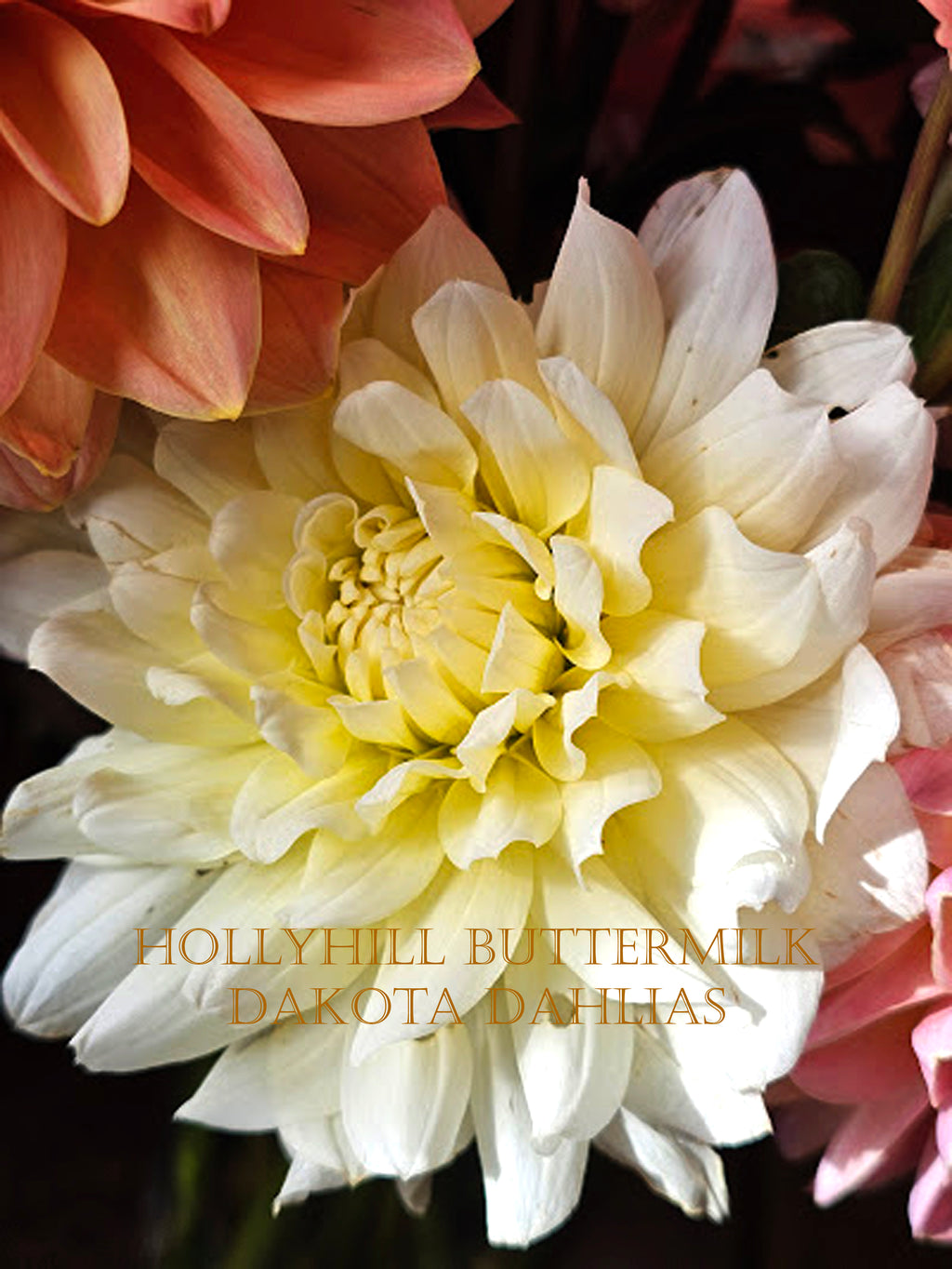 Hollyhill Buttermilk