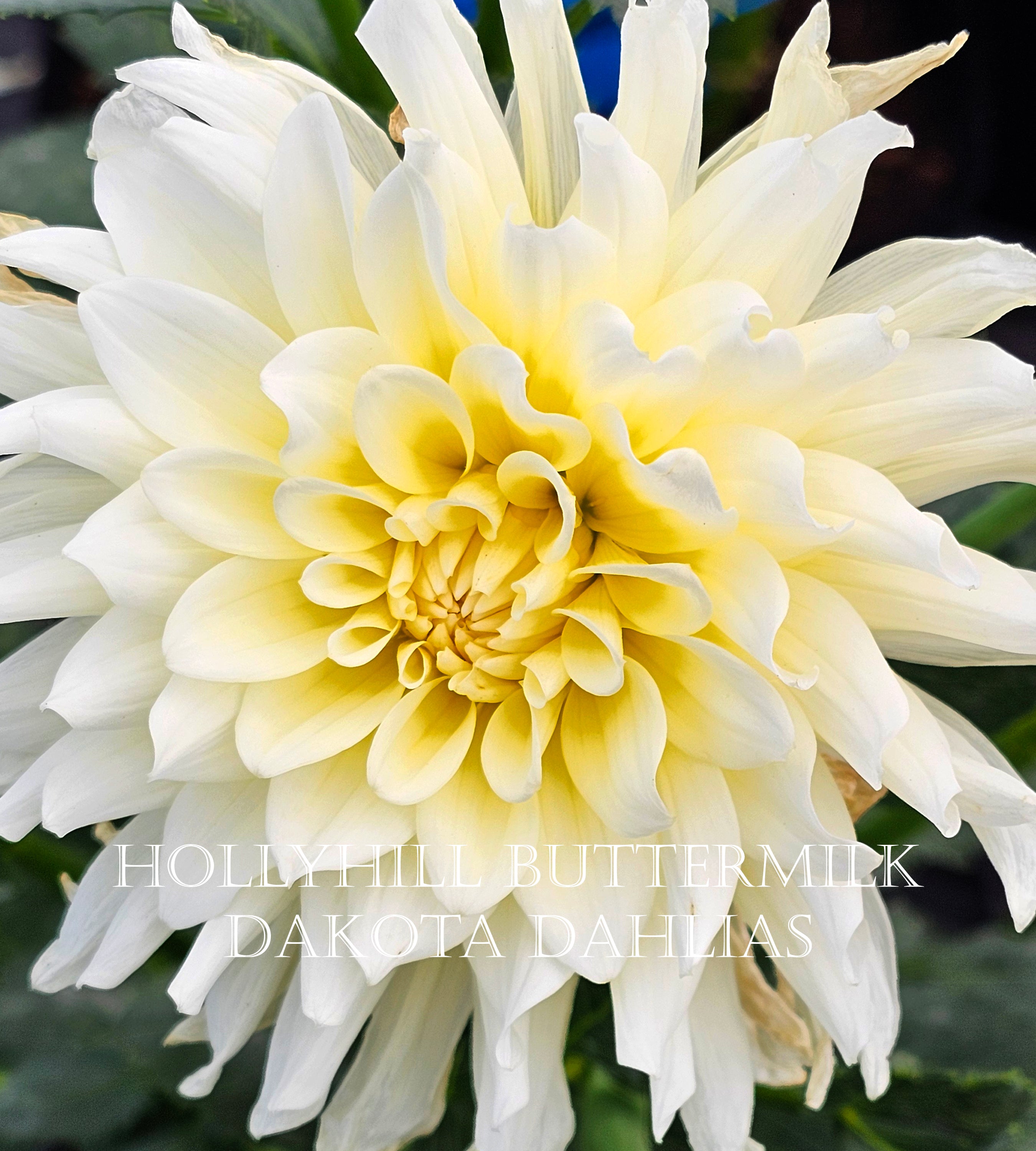 Hollyhill Buttermilk