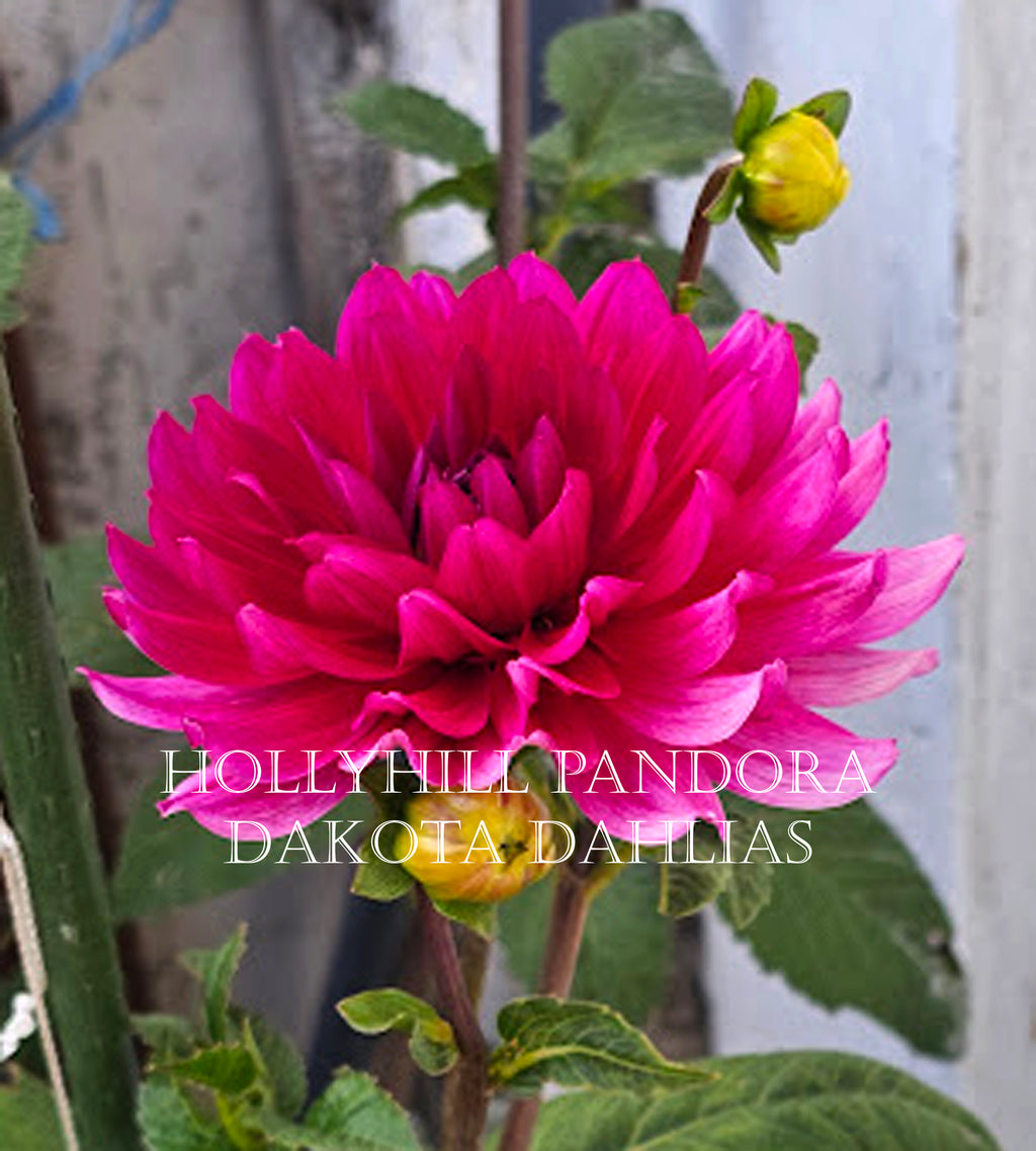 Hollyhill Pandora