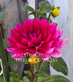 Hollyhill Pandora
