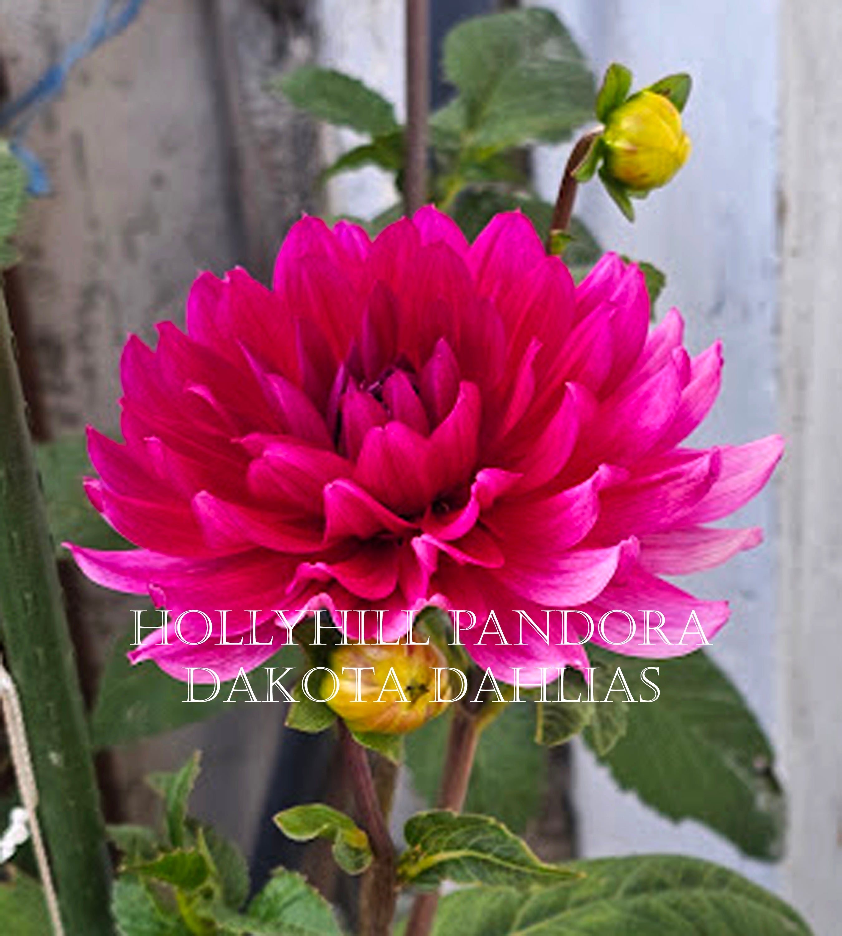 Hollyhill Pandora