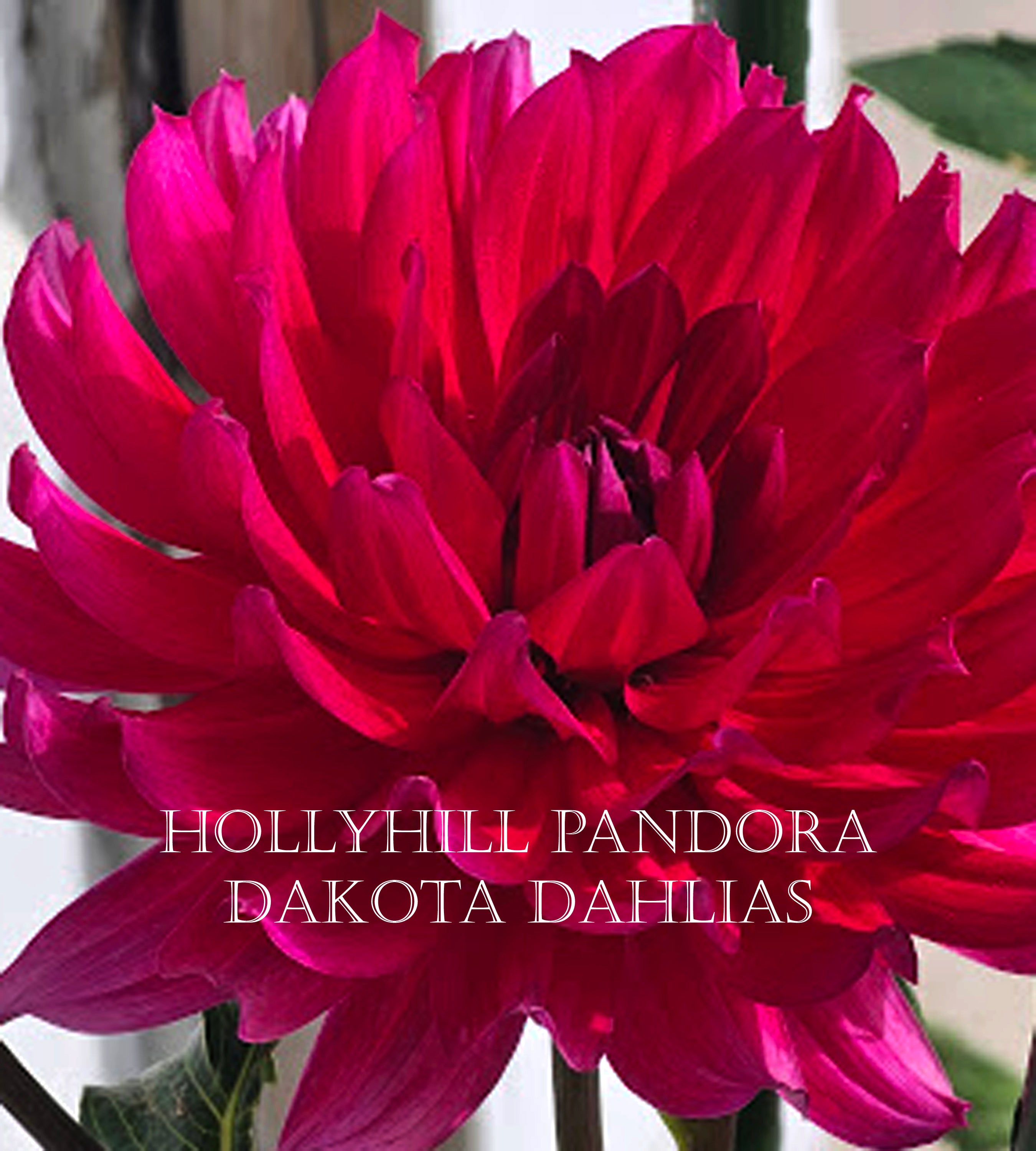 Hollyhill Pandora