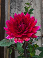 Hollyhill Pandora