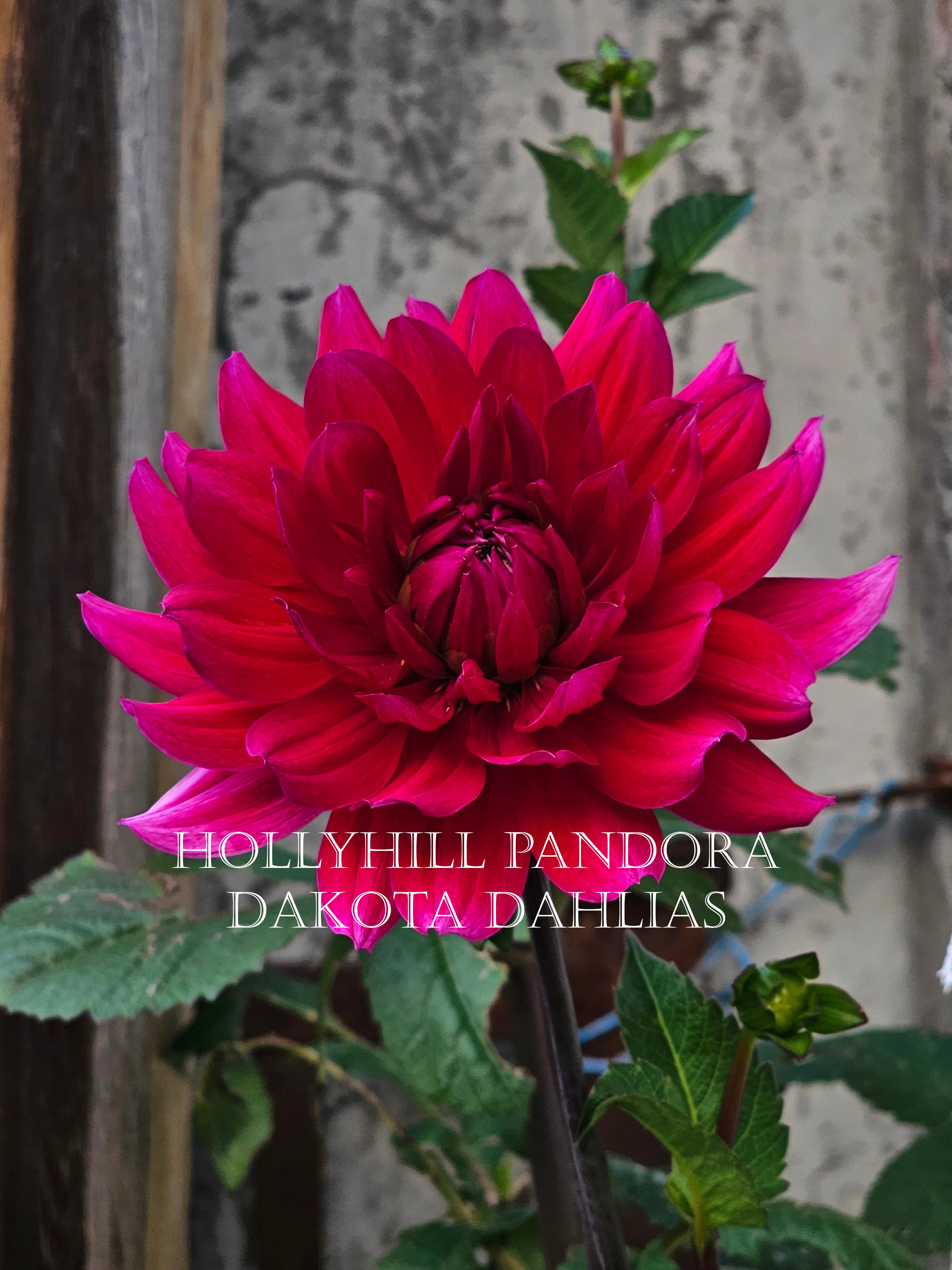 Hollyhill Pandora