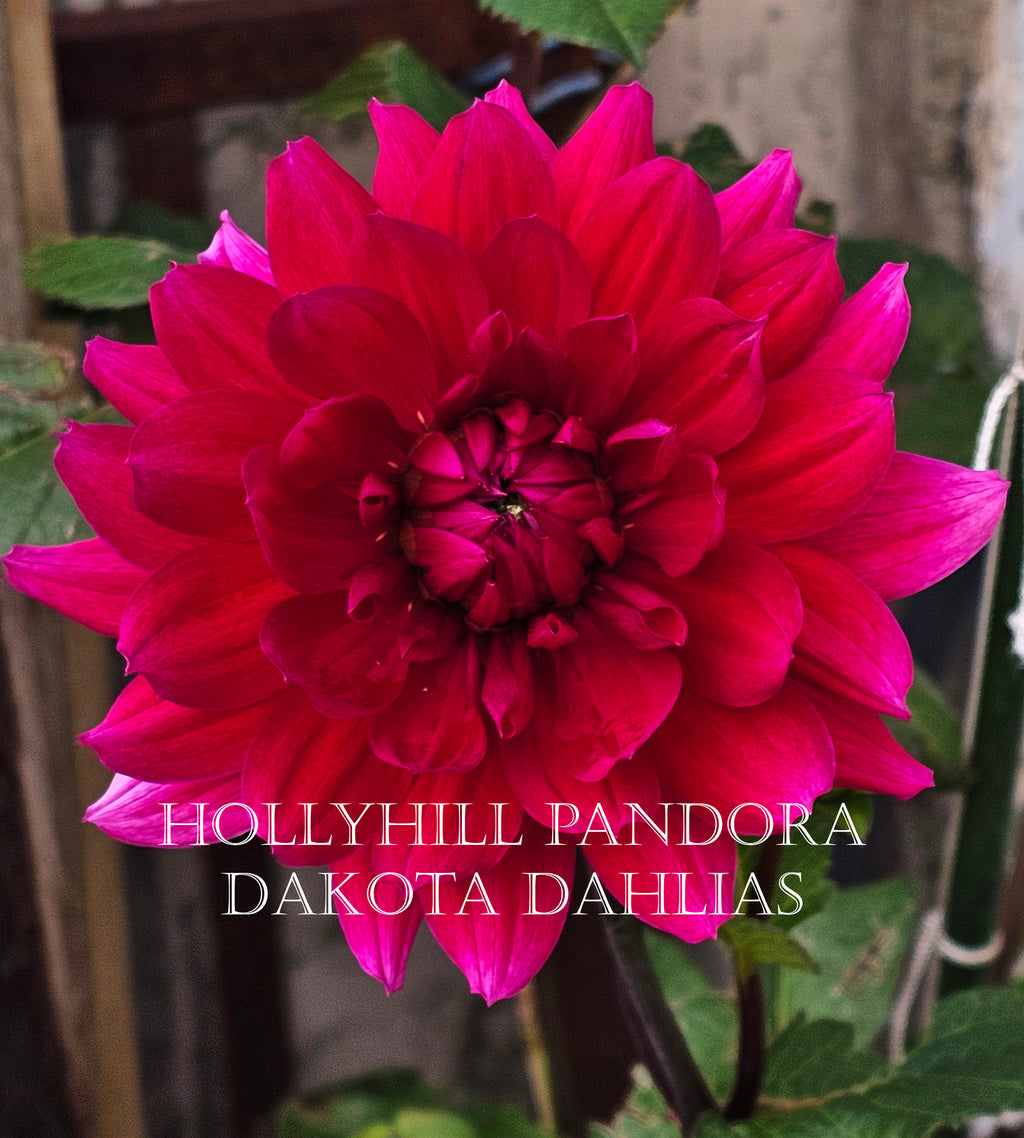 Hollyhill Pandora