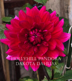 Hollyhill Pandora
